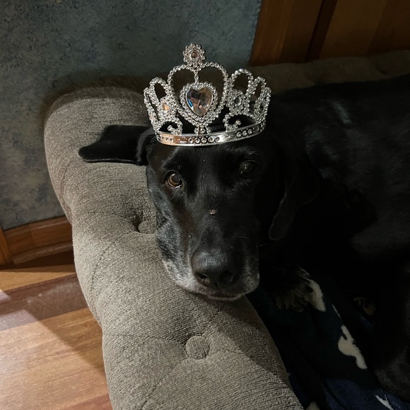 Posh Live Show Notification - Picture 6 of 7